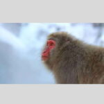 From Tokyo: Snow Monkey Park and Miso Production Day Tour - The Sum Up