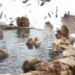 From Tokyo: Snow Monkeys and Zenkoji Temple Day Trip - The Sum Up