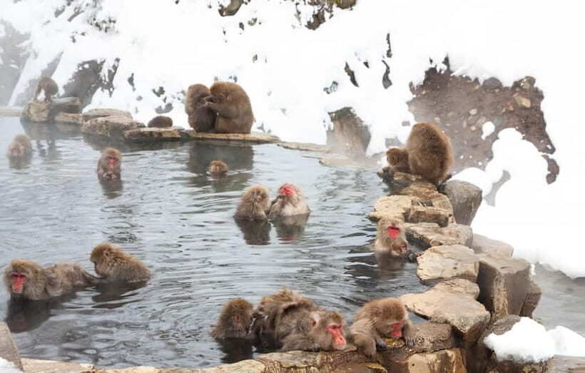 From Tokyo: Snow Monkeys and Zenkoji Temple Day Trip - The Sum Up