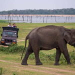From Trincomalee: Elephant Safari at Minneriya or Kaudulla - What Is Included and What to Budget for