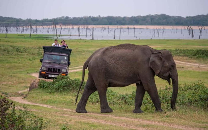 From Trincomalee: Elephant Safari at Minneriya or Kaudulla - What Is Included and What to Budget for