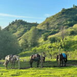 From Yining: Wusun Ancient Trail and Silk Road 7-Day Trek - What’s Included and What to Budget For