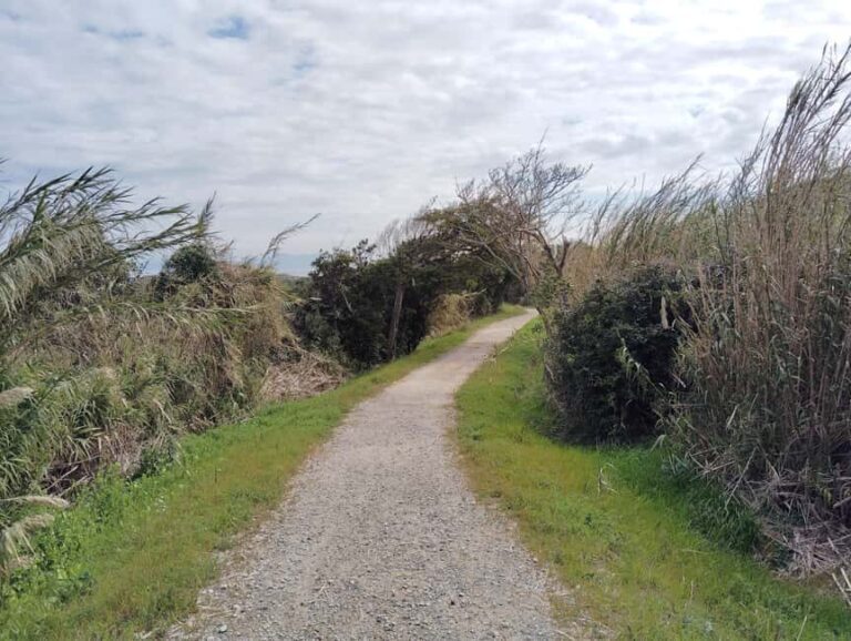 Fukuoka: Cats Island, Ainoshima Guided Tour from Hakata - Transport, Timing, and Group Size