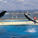 Fukuoka: Hakozaki Shrine, Tocho-ji Temple, & Ohori Park Tour - What’s Included & What to Consider