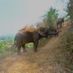 Full-day with CHIANGMAI ELEPHANT CARE and Sticky waterfall - What’s Included and What’s Not