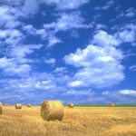 Furano & Biei Customised Private Day Tour (Up to 3 Pax/11 Hours) - Transportation and Service: Comfort and Convenience