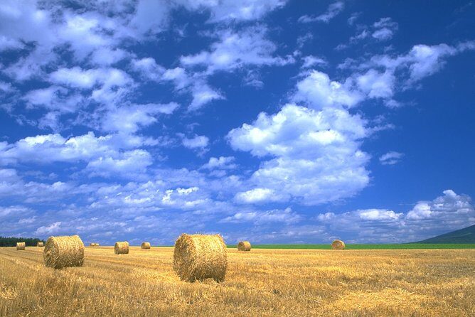 Furano & Biei Customised Private Day Tour (Up to 3 Pax/11 Hours) - Transportation and Service: Comfort and Convenience