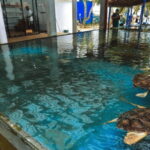 Galle Coastal Heritage & Culture Tour from Colombo - Considerations Before Booking