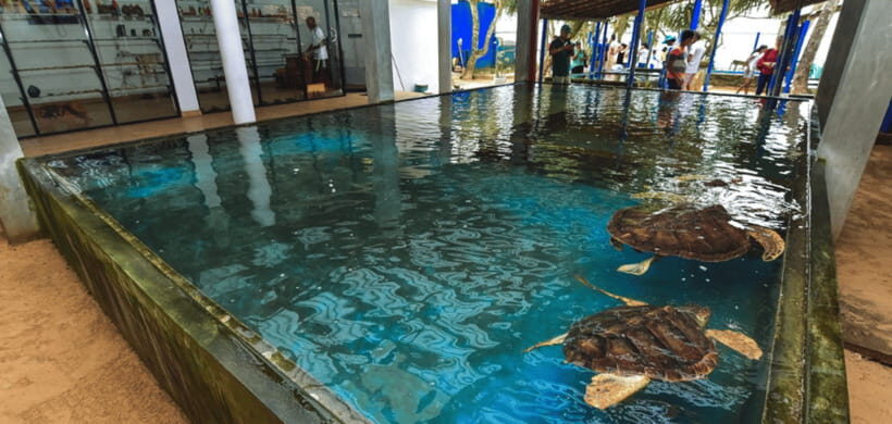 Galle Coastal Heritage & Culture Tour from Colombo - Considerations Before Booking