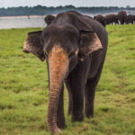 Galle/Mirissa/Hiriketiya: Drop to Ella & Udawalawa Safari - The Itinerary Breakdown: What Youll Experience