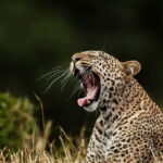 Galle/Mirissa/Tangalle: Transfer to Ella & Yala/Udawalawa Safari - The Itinerary Breakdown