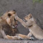 Gir National Park: Official Lion Safari with Hotel Pickup - The Itinerary: What You Can Expect