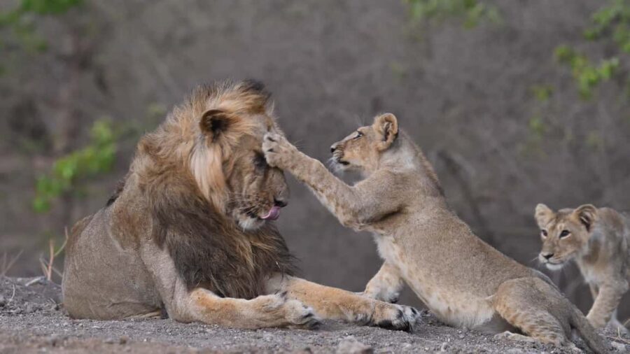 Gir National Park: Official Lion Safari with Hotel Pickup - The Itinerary: What You Can Expect
