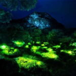 Goa: Bioluminescent Forest Night Trail with Guide - Is this Tour Worth the $27 Price Tag?