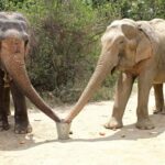 Golden Triangle with SOS Sanctuary Tour from Delhi: 4- Days - Practical Details and What Travelers Should Know