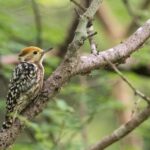 Gujarat: Devalia Park ( Devaliya ) Guided Jeep Safari - What’s Included in the Safari