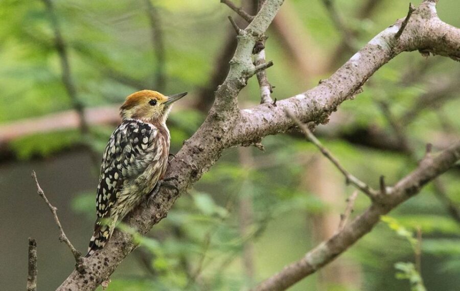 Gujarat: Devalia Park ( Devaliya ) Guided Jeep Safari - What’s Included in the Safari