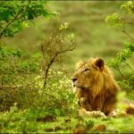 Gujarat: Gir National Park Guided Jeep Safari - The Safari Experience: What You Can Expect