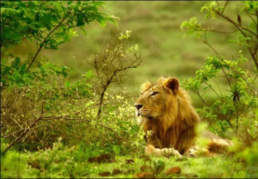 Gujarat: Gir National Park Guided Jeep Safari - The Safari Experience: What You Can Expect