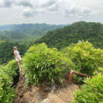 Half Day Hiking to Cat Ba National Park with a Guide - The Itinerary in Detail