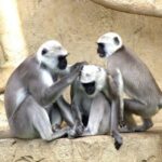 Half-Day Panna Safari: Guaranteed Tiger Sightings - Exploring the Itinerary