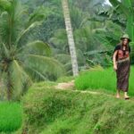 Half Day Tour Ubud Rice Terrace with Activities and Waterfall - Who Will Love This Tour?