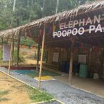 Half day with Elephants at Patong Elephant Hug No ride No trick - What Makes This Tour Stand Out?