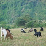 Hanoi/Catba: 2-Day Adventure Cat Ba National Park,Lan Ha Bay - Practical Insights and Tips