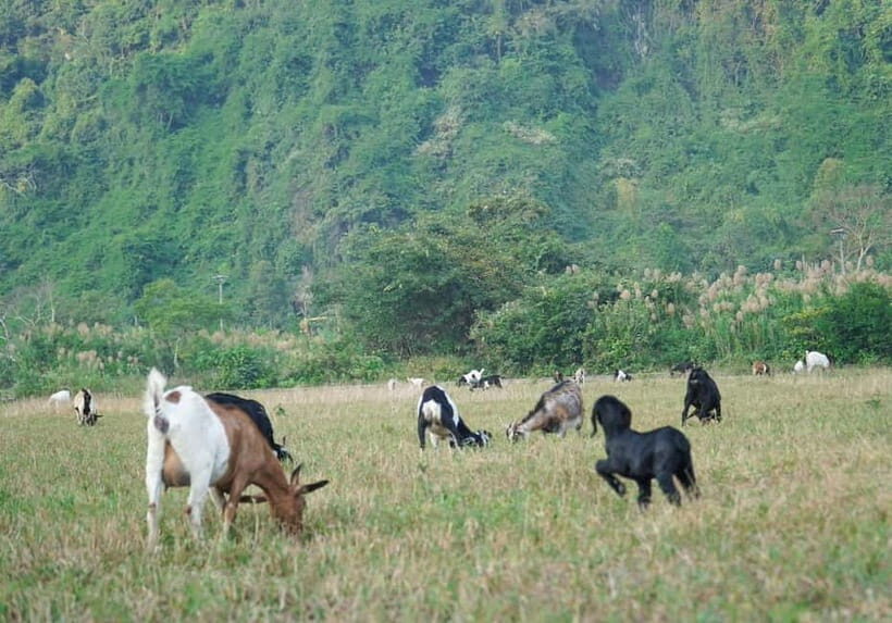 Hanoi/Catba: 2-Day Adventure Cat Ba National Park,Lan Ha Bay - Practical Insights and Tips