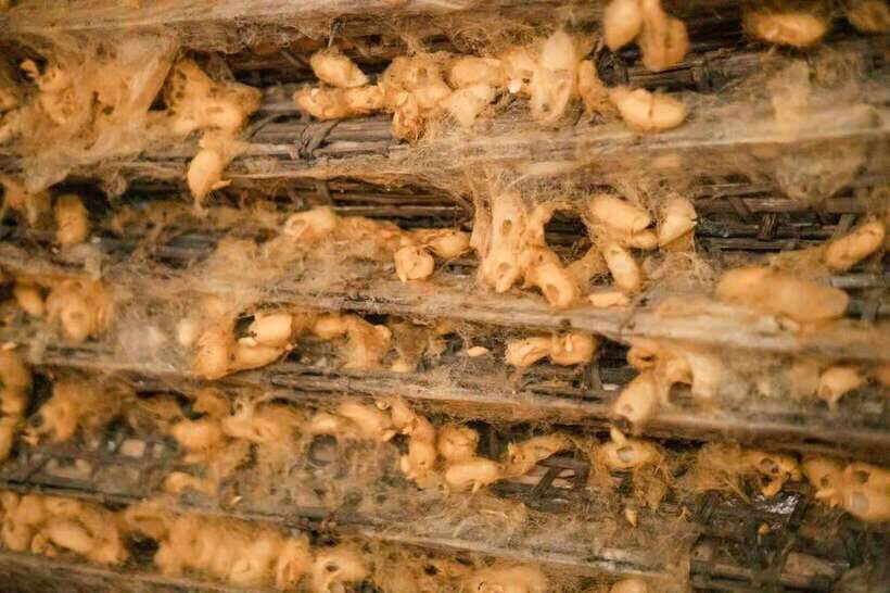 Hanoi: Van Phuc Silk Village Half-Day Tour with Pickup - What the reviews say