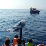 Hikkaduwa/Galle/Ahangama: Whale Watching Tour in Mirissa - Is This Tour Worth the Price?