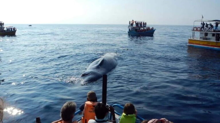 Hikkaduwa/Galle/Ahangama: Whale Watching Tour in Mirissa - Is This Tour Worth the Price?