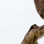 Hikkaduwa/Galle/Weligama/Mirissa/Tangalle: Yala Safari Tour - Final Thoughts: Who Is This Tour Best For?