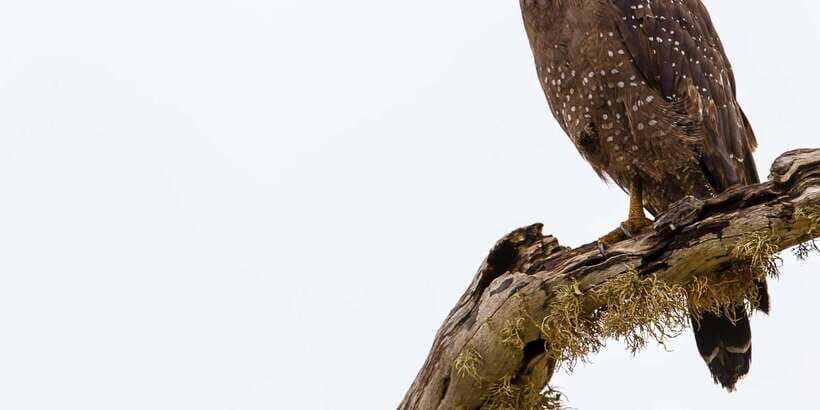 Hikkaduwa/Galle/Weligama/Mirissa/Tangalle: Yala Safari Tour - Final Thoughts: Who Is This Tour Best For?