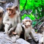 Ho Chi Minh: Eco Tour to Can Gio Mangrove Forest PVT and SIC - What the Tour Includes and Excludes