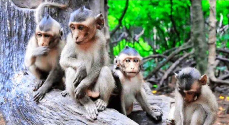 Ho Chi Minh: Eco Tour to Can Gio Mangrove Forest PVT and SIC - What the Tour Includes and Excludes