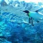 HokkaidoKurodake Ropeway, Asahiyama Zoo Autumn Leaves Tour - Otokoyama Sake Park: Taste and Tradition