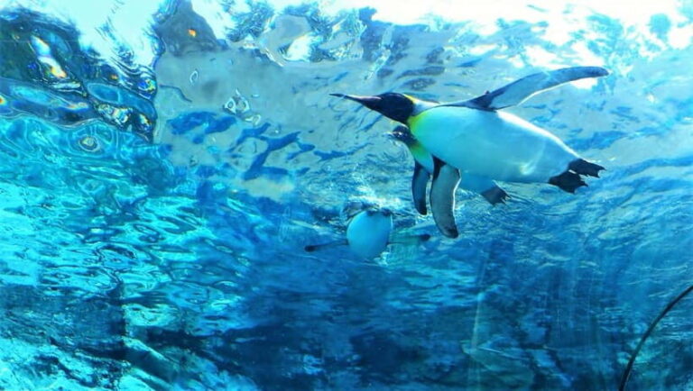 HokkaidoKurodake Ropeway, Asahiyama Zoo Autumn Leaves Tour - Otokoyama Sake Park: Taste and Tradition