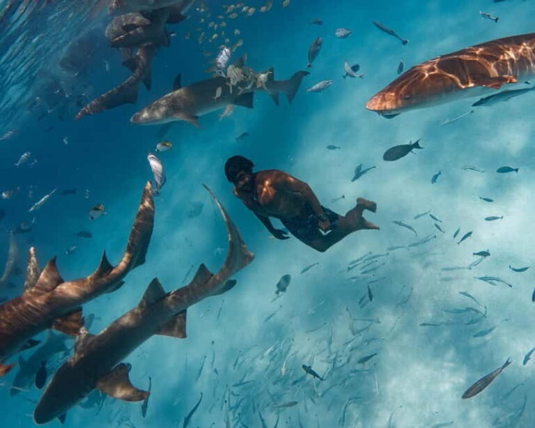 Hulhumale: Snorkeling Experience Nurse Shark - The Experience in Detail