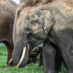 Hurulu Eco Park Habarana Elephant Safari including tickets - An In-Depth Look at Hurulu Eco Park Elephant Safari