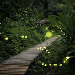 Iriomote Island Limited Time Yaeyama Firefly Viewing Tour - Why This Tour Offers Good Value