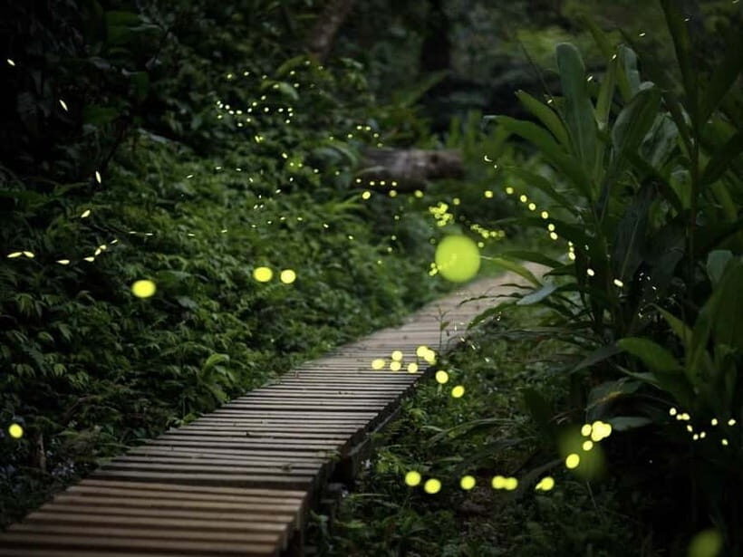 Iriomote Island Limited Time Yaeyama Firefly Viewing Tour - Why This Tour Offers Good Value