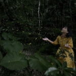 Ishigaki Island: Yaeyamahime Firefly Viewing Tour - The Experience from a Traveler’s Perspective