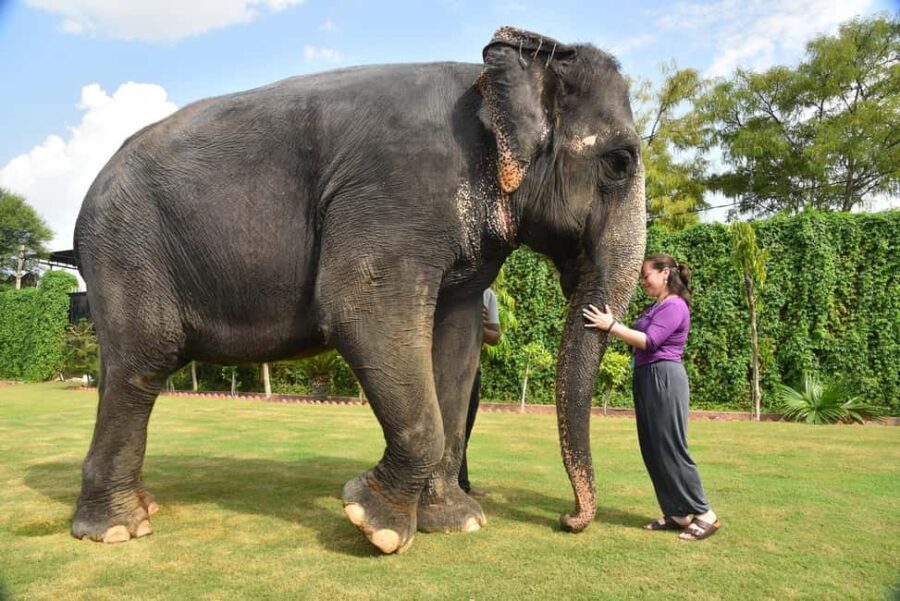 Jaipur Elephant Experience: Bond, Connect, and Learn - FAQ