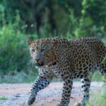 Jaipur: Half-Day Jhalana Leopard Safari with Guide - Why This Safari Offers Great Value