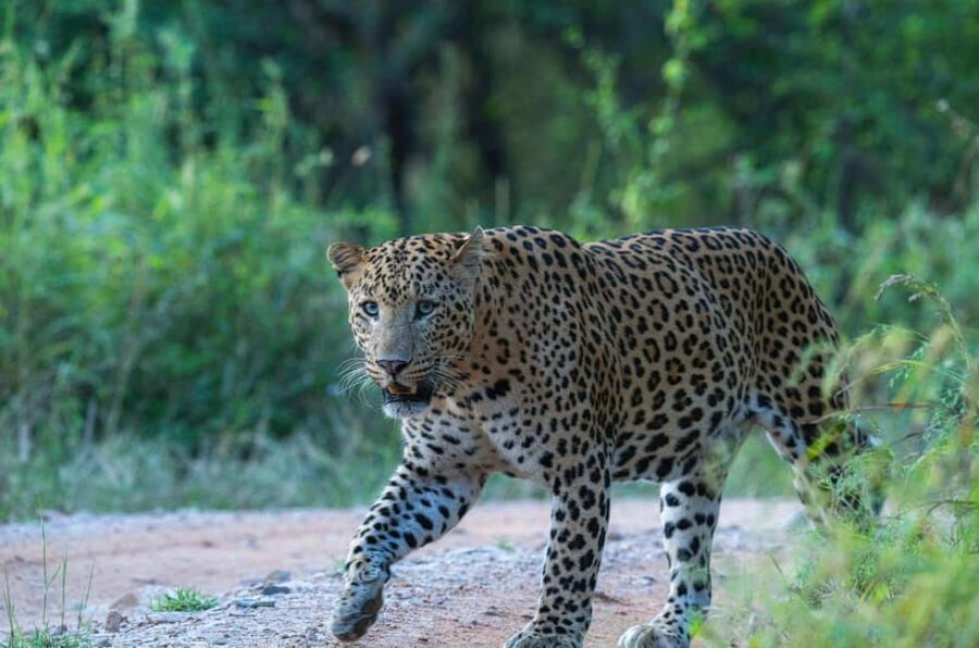 Jaipur: Half-Day Jhalana Leopard Safari with Guide - Why This Safari Offers Great Value