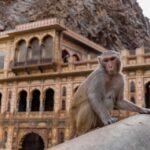 Jaipur: Heritage Forts & Palaces Tour with Monkey Temple - Practical Details: What’s Included and How It Works