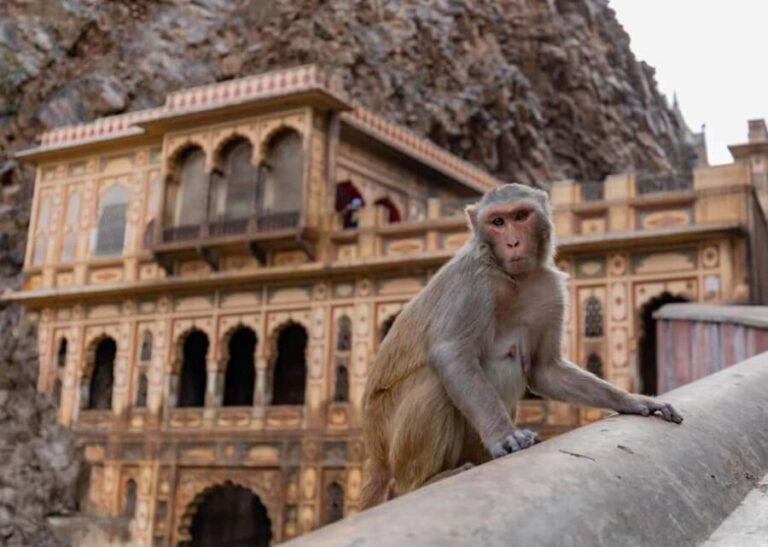Jaipur: Heritage Forts & Palaces Tour with Monkey Temple - Practical Details: What’s Included and How It Works