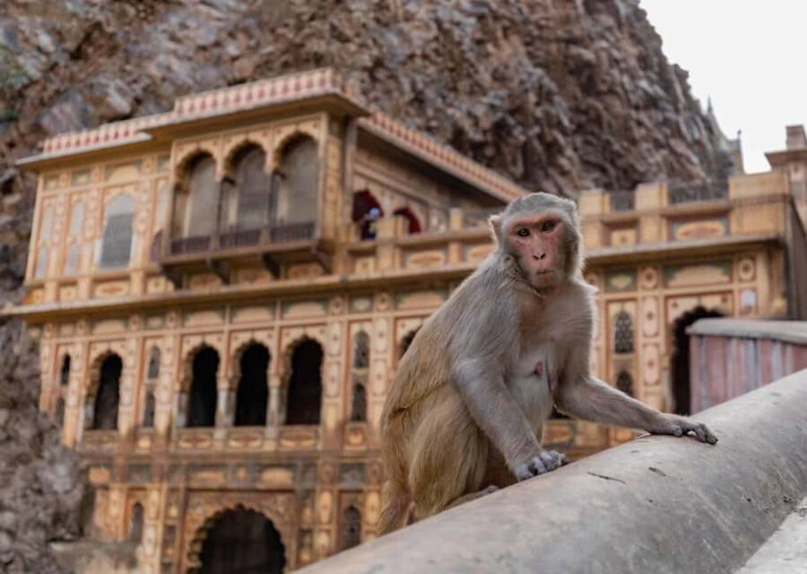 Jaipur: Heritage Forts & Palaces Tour with Monkey Temple - Practical Details: What’s Included and How It Works