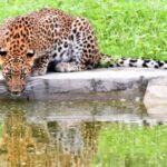 Jaipur: Jhalana/Amargarh Leopard Safari Private Tour - Exploring the Safari Experience